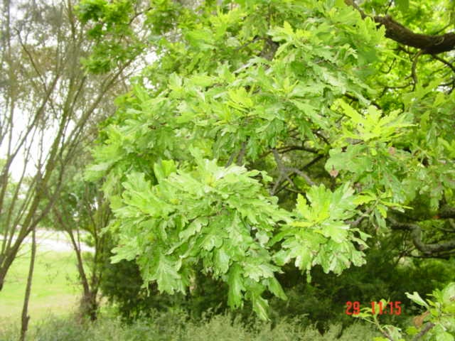 T11699 Quercus robur