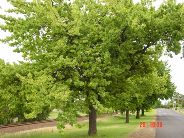 T11700 Quercus robur