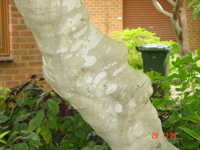 T11701 Ficus palmata Hamilton