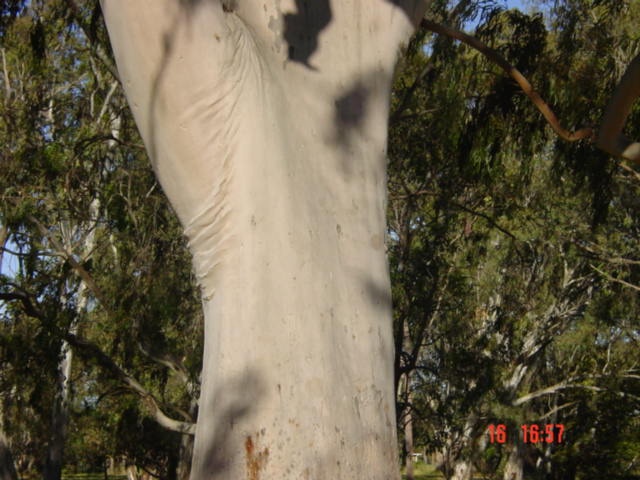 T12040 Corymbia citriodora