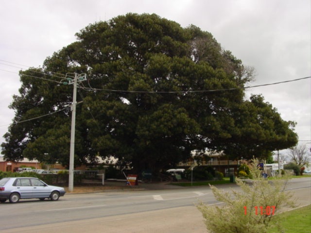 T11171 Ficus macrophylla