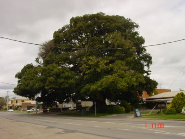 T11171 Ficus macrophylla