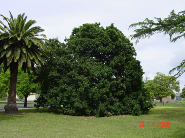 T11103 Quercus robur