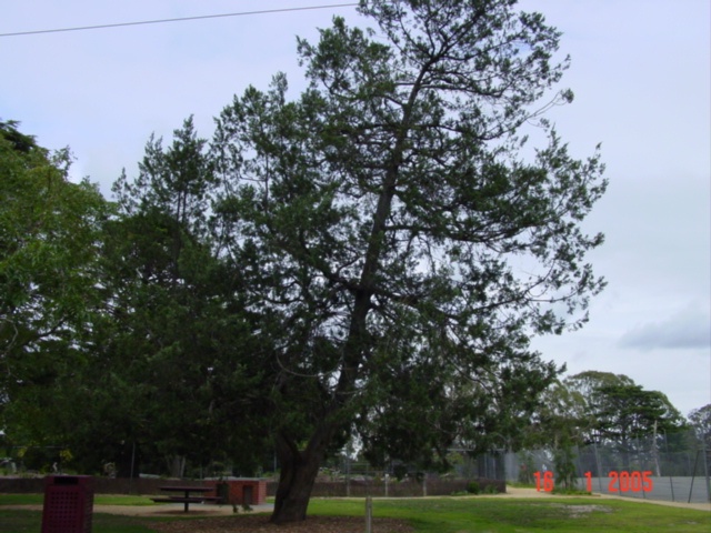 T11104 Juniperus virginiana Sale