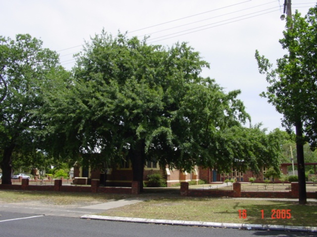 T11818 Quercus cerris f. laciniata