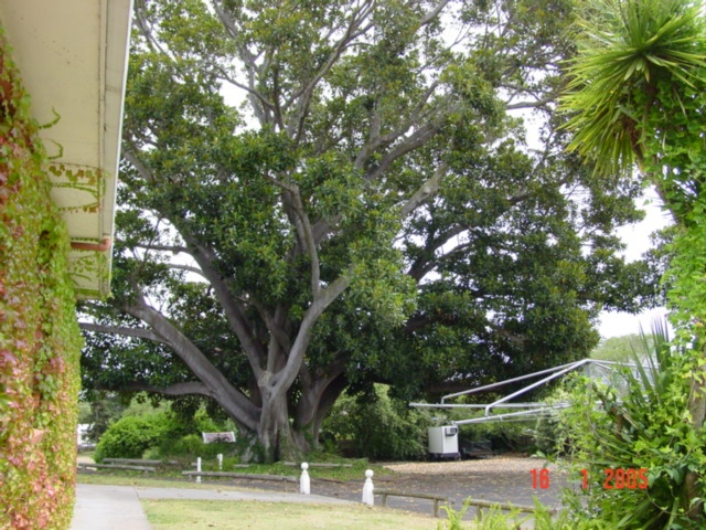 T11819 Ficus macrophylla