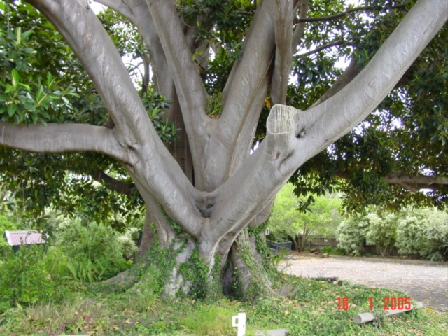 T11819 Ficus macrophylla