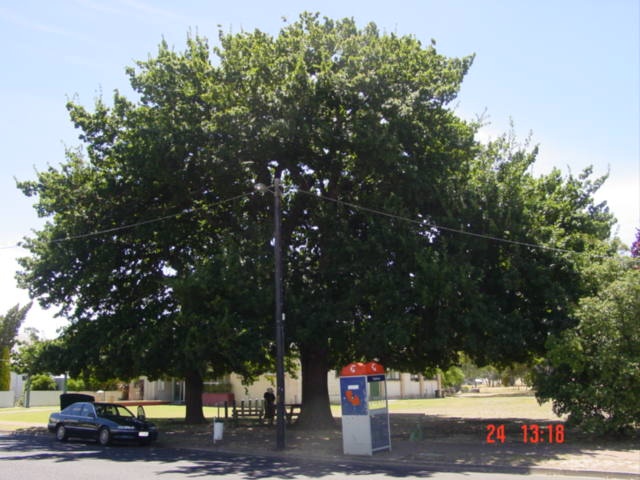 T12064 Quercus robur