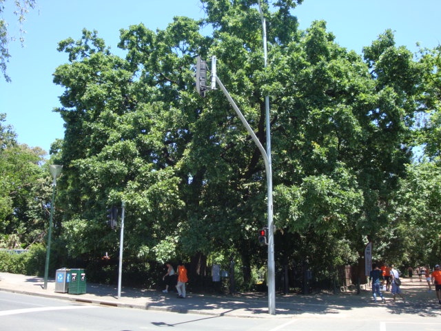T12100 Quercus petraea