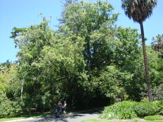 T11915 Zelkova serrata