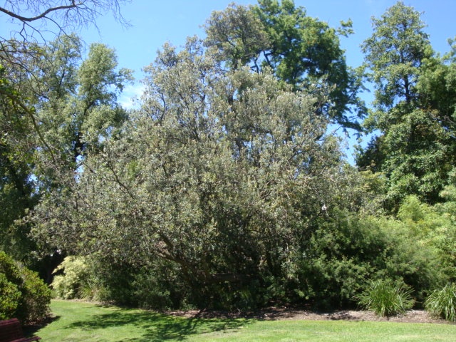 T11908 Banksia integrifolia