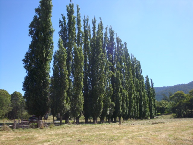 T11399 Populus nigra italica distance from south