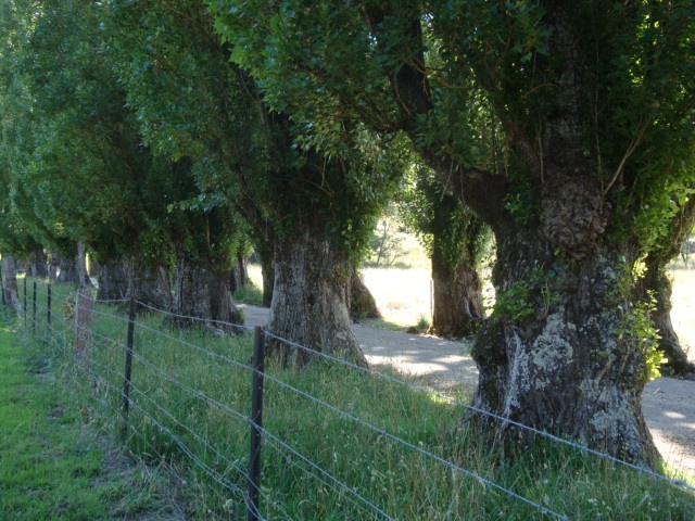 T11399 Populus nigra italica trunks