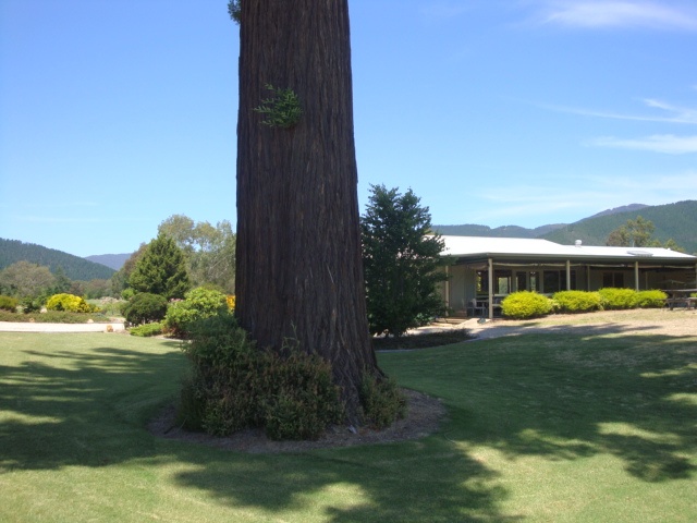 T11400 Sequoia sempervirens trunk