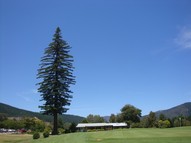 T11400 Sequoia sempervirens