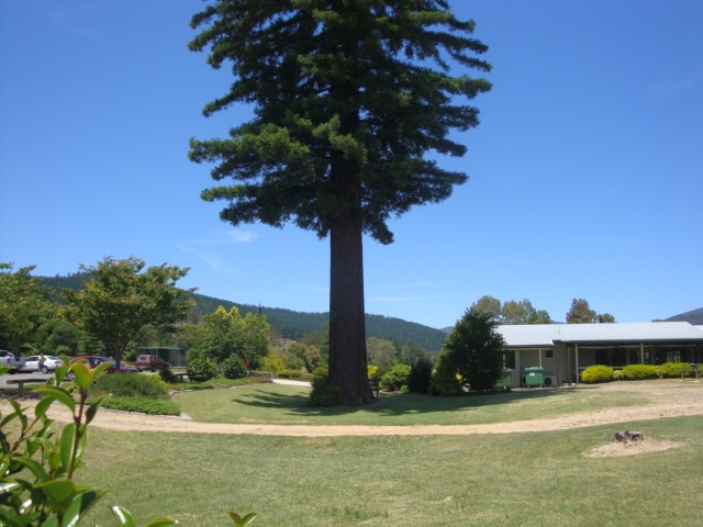 T11400 Sequoia sempervirens