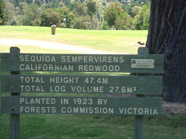 T11400 Sequoia sempervirens sign