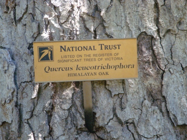 T11401 Quercus leucotrichophora plaque