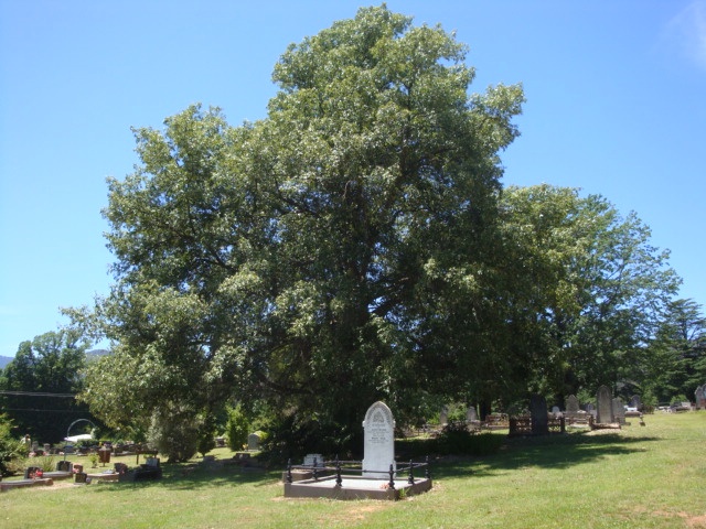 T11401 Quercus leucotrichophora