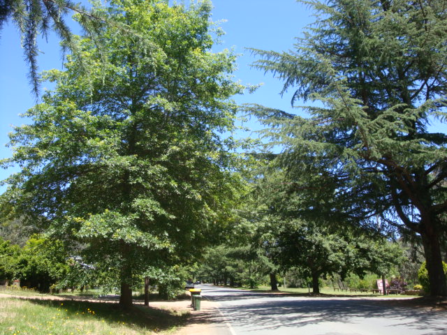 T11402 Quercus palustris et alia