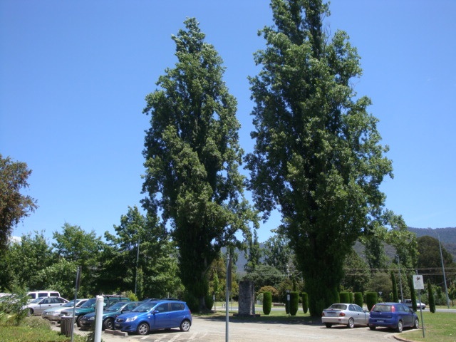 T12111 Populus nigra var italica