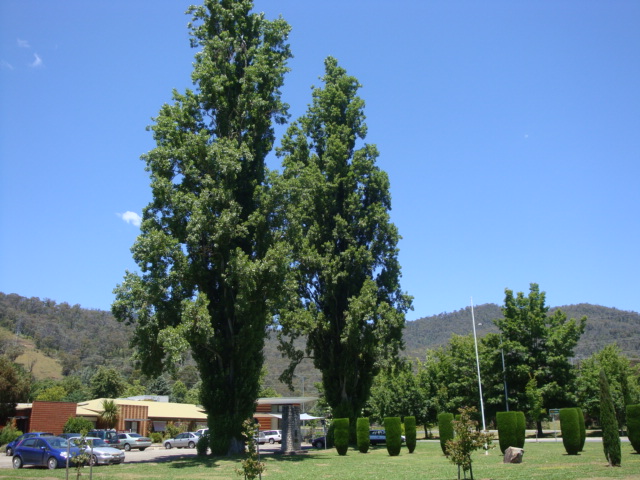 T12111 Populus nigra var italica