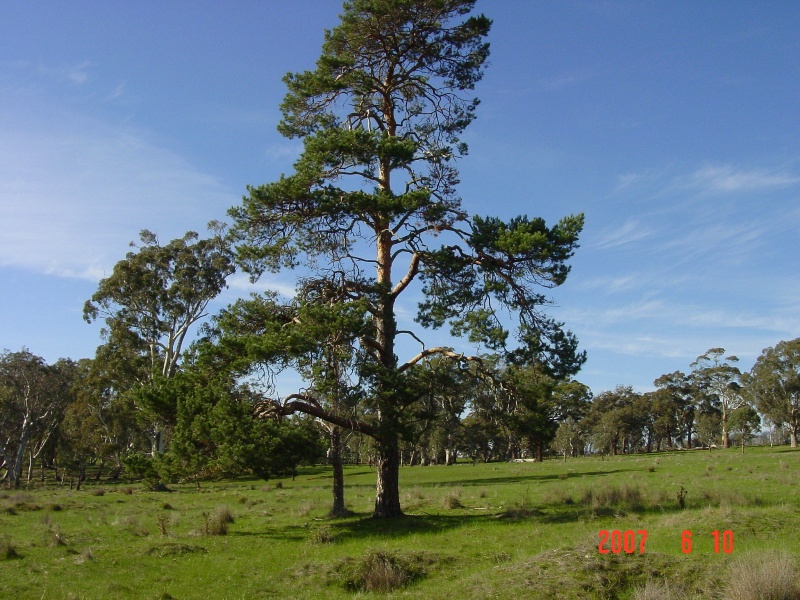 T11920 Pinus sylvestris