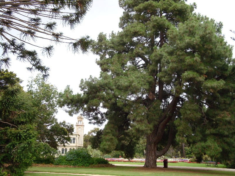 T11244 Pinus canariensis