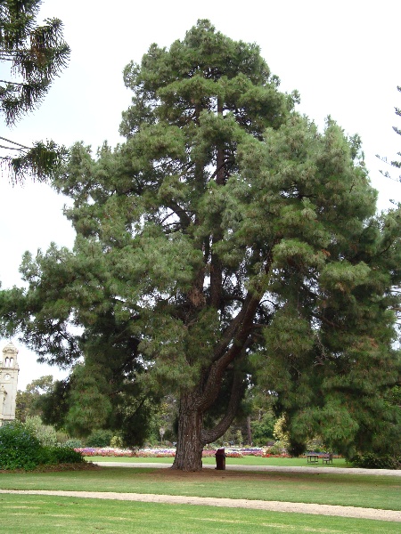 T11244 Pinus canariensis