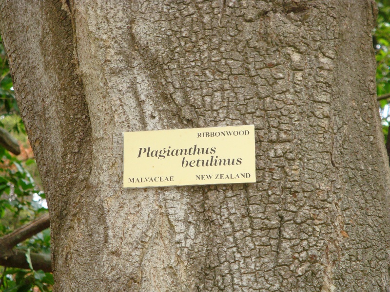 T11246 Plagianthus betulinus