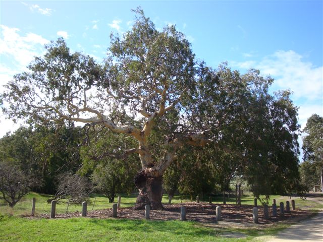 T12149 Eucalyptus Camaldulensis