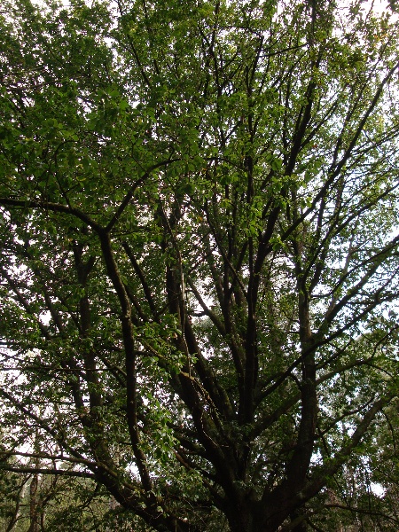 T11124 Quercus canariensis Belgrave