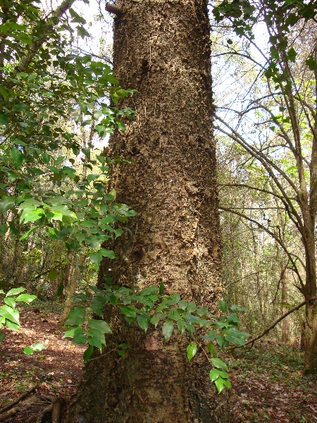 T11126 Araucaria sp.