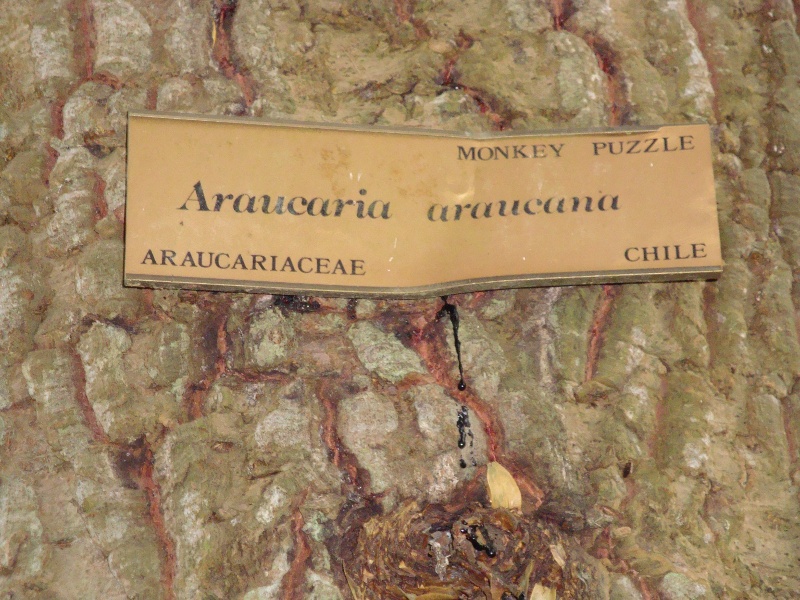 T11798 Araucaria araucana