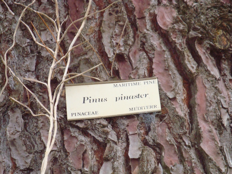 T11804 Pinus pinaster