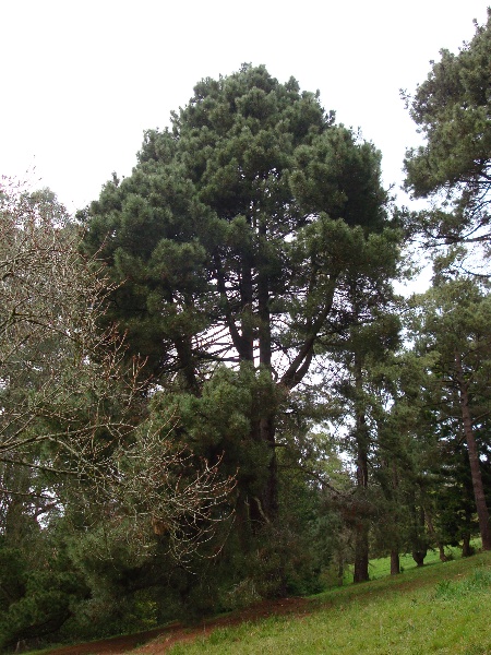 T11804 Pinus pinaster
