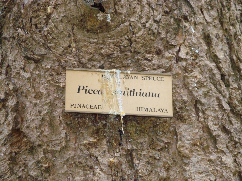 T11805 Picea smithiana