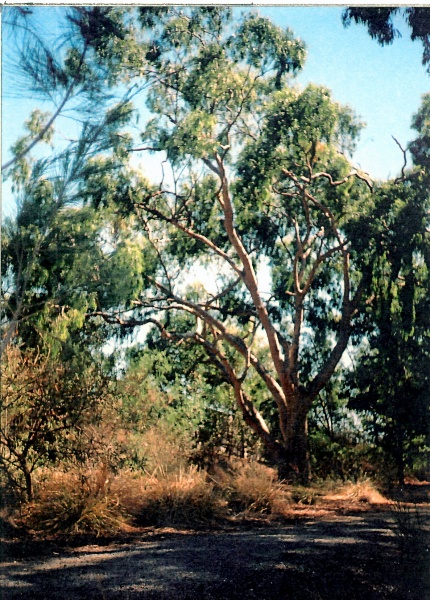 T12116 Corymbia citriodora