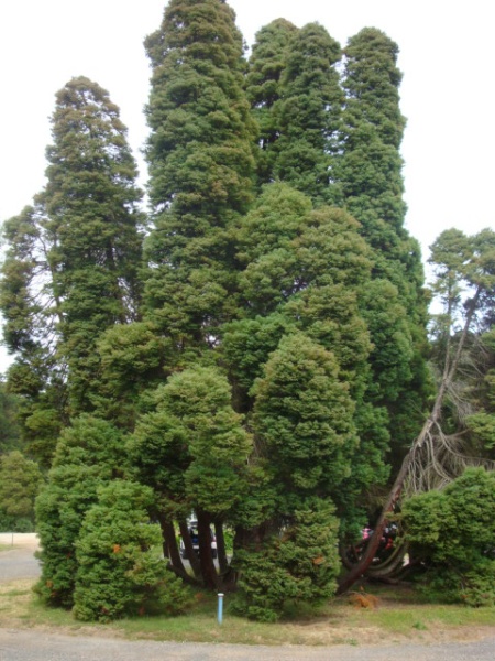 T11136 Cryptomeria japonica 'Elegans'