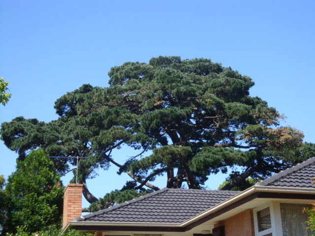 T12033 Pinus radiata