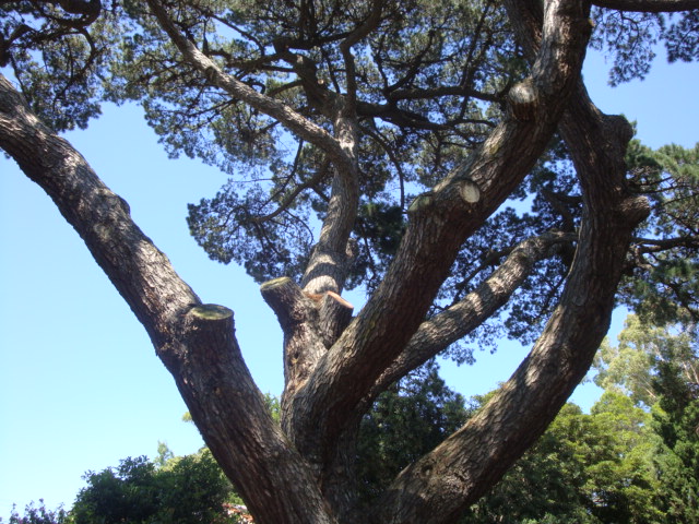 T12033 Pinus radiata