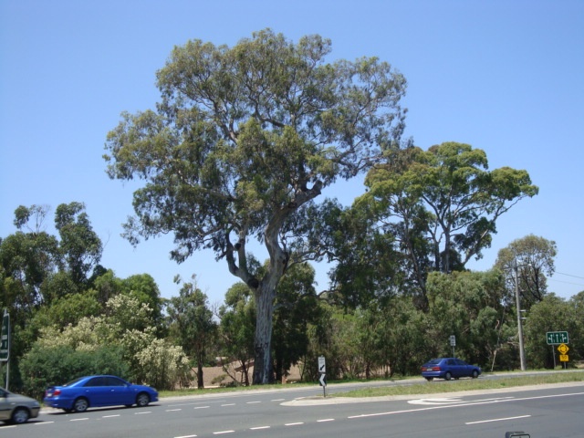 T11545 Eucalyptus camaldulensis