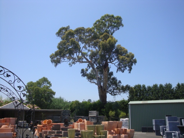 T11544 Eucalyptus camalduensis