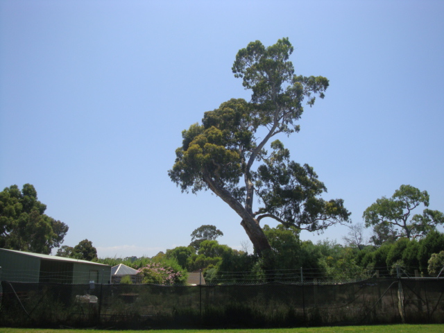 T11544 Eucalyptus camalduensis