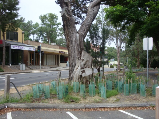 T11542 Hesperocyparis macrocarpa