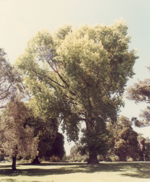 T11916 Populus x canadensis ''Aurea''