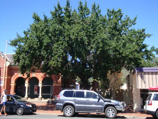 T12107 Quercus robur