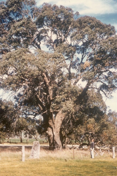 T11277 Eucalyptus aromaphloia (dated 28 Sept 1961)