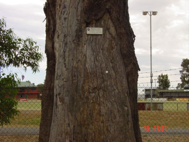 T11091 Eucalyptus microcarpa