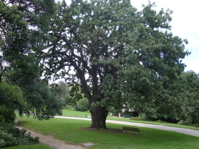 T11501 English Oak